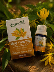 69fb4045e972632cca441aed_ylang_1782484200643.jpeg